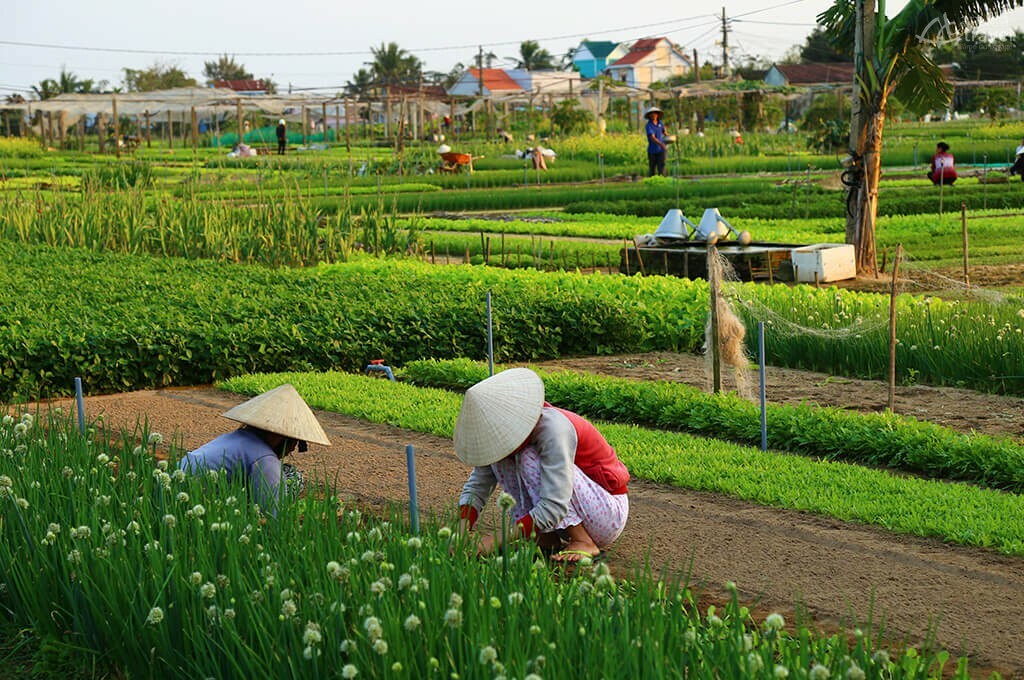 villageois tra que hoi an vietnam
