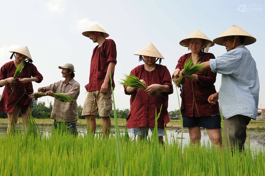 Plantation du riz dans la campagne de Hoi An, Vietnam Plantation du riz dans la campagne de Hoi An -