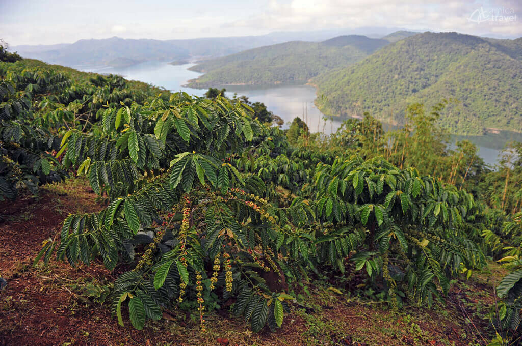 culture cafe hauts plateaux