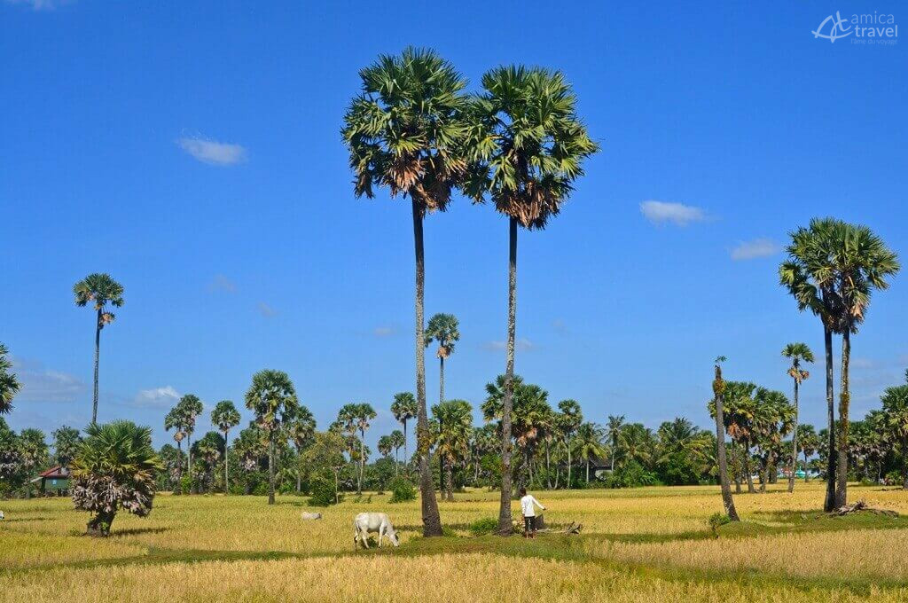 La campagne de Kampot campagne kampot