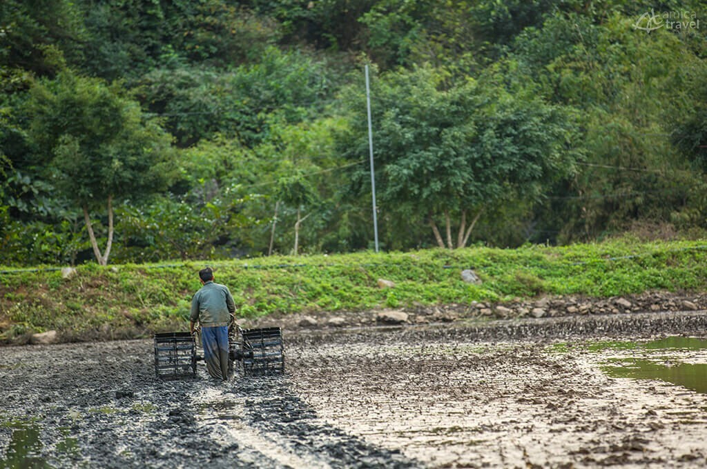 travaux agricoles Ninh Binh