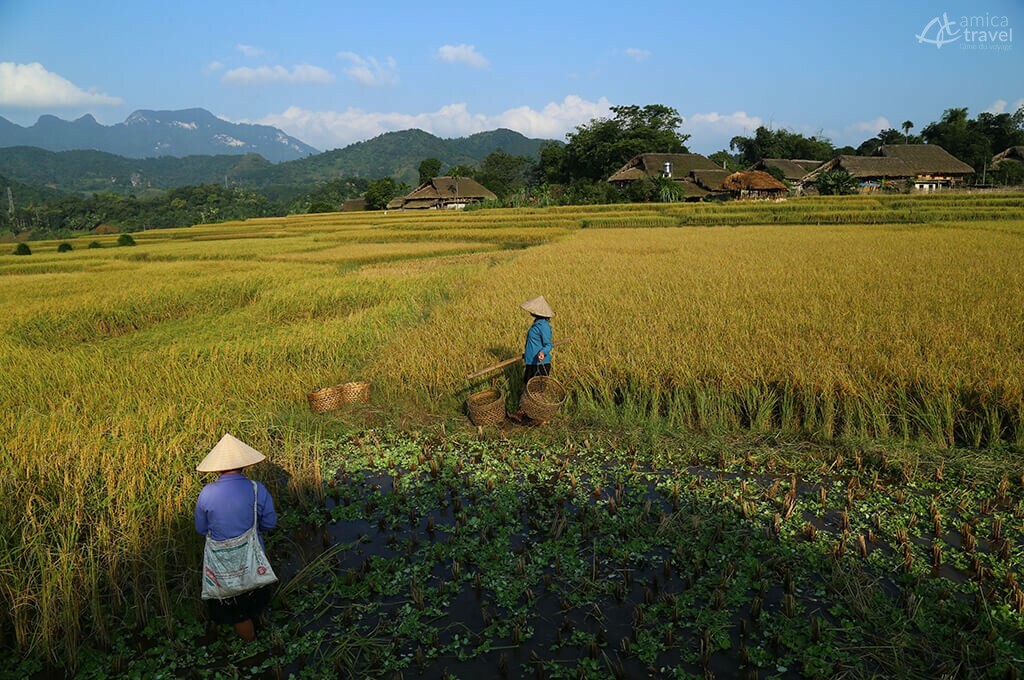 rizières dans le village de Ha Thanh