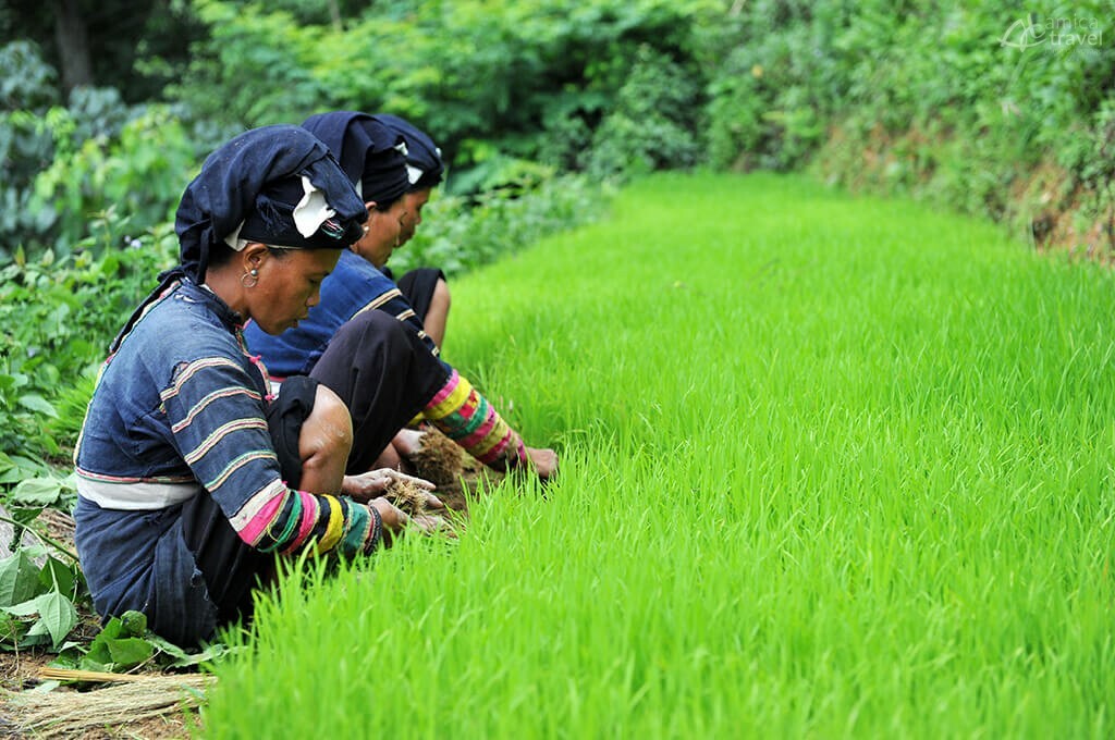 Femmes Lolo noirs repiquant le riz femmes lolo noir travaillant dans leur champ de riz