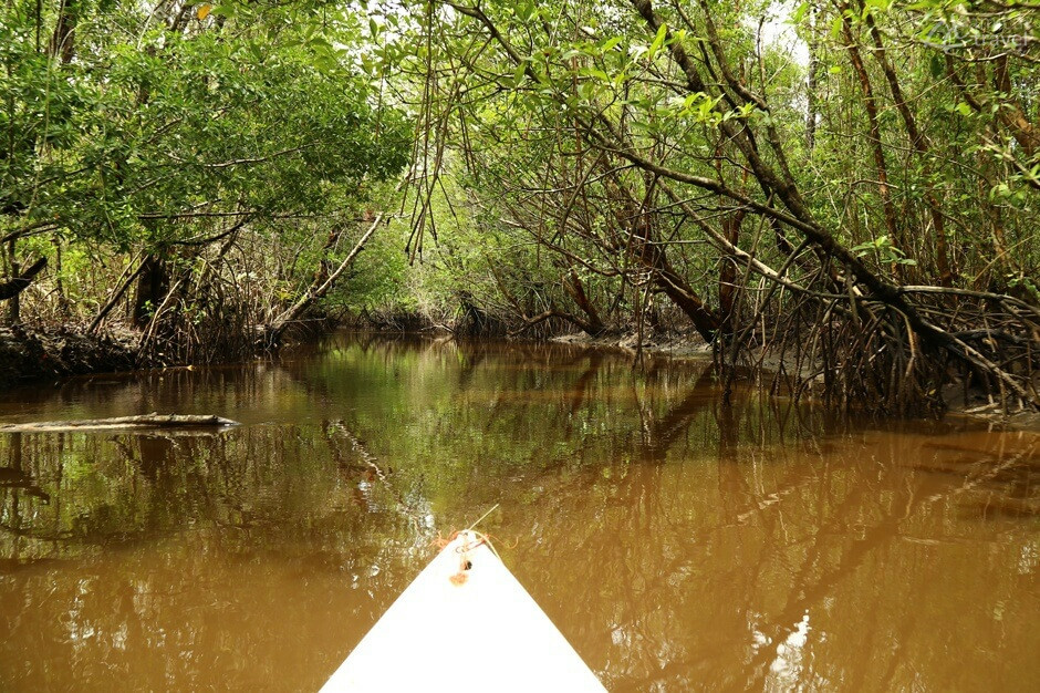 Balade en bateau dans la mangrove de Kampot balade en bateau mangrove kampot