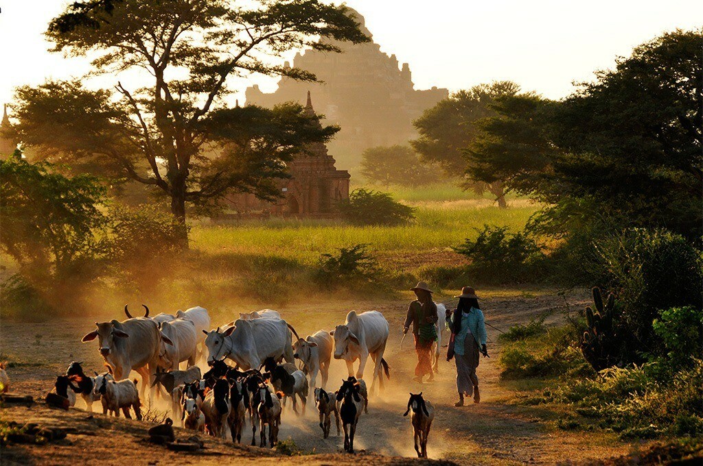 troupeau bétails bagan birmanie 