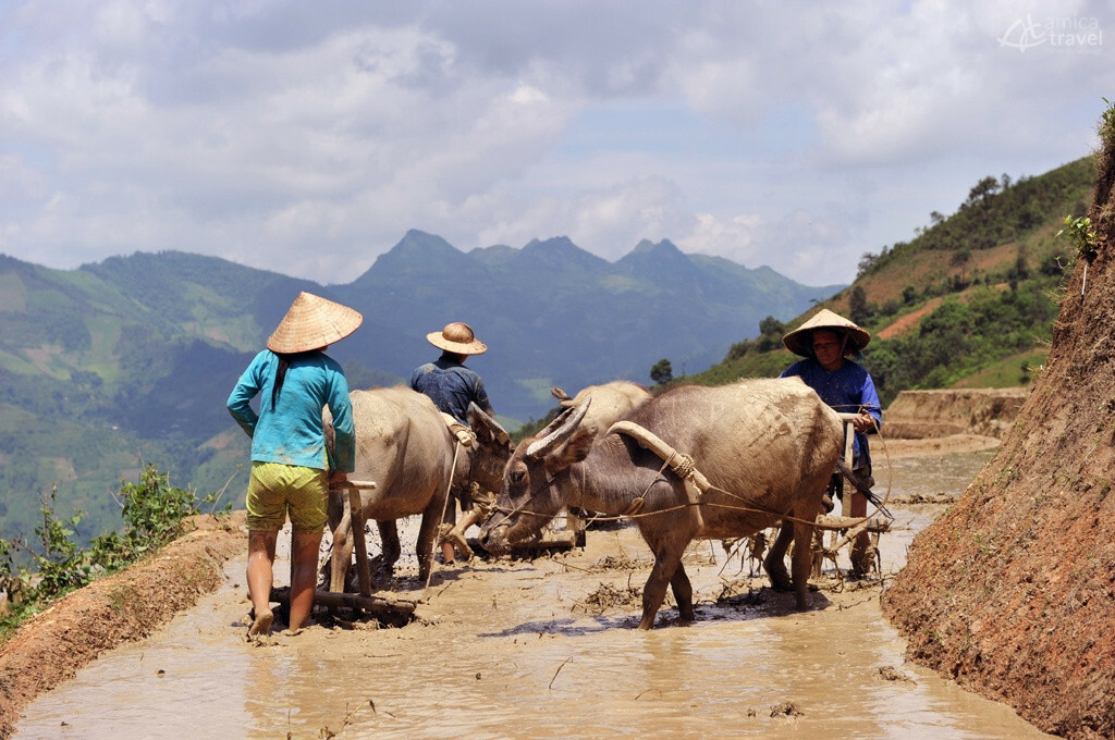 lolo noir utilisent buffles