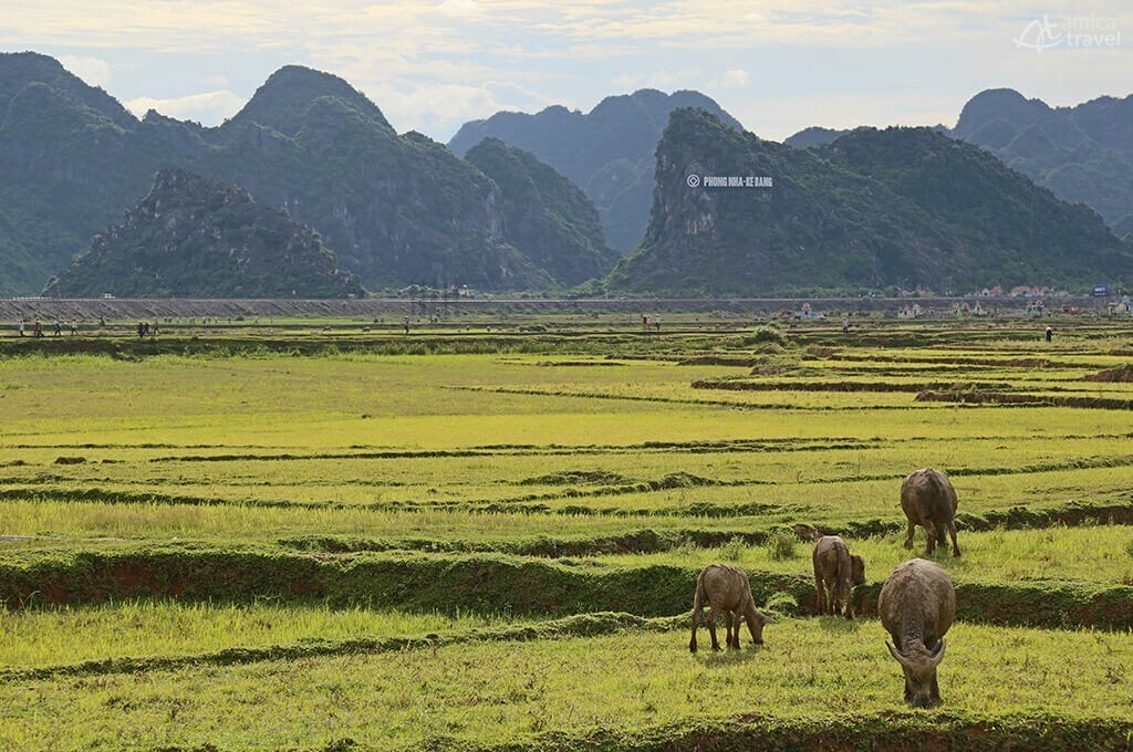 Rizières au sein du parc national de Phong Nha Ke Bang rizieres phong nha ke bang centre vietnam