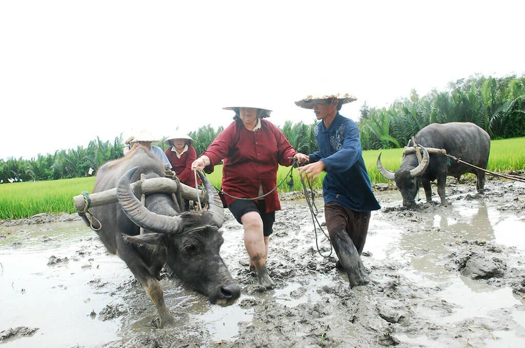 Garder le buffle dans la campagne de Hoi An, Vietnam Garder le buffle dans la campagne de Hoi An -