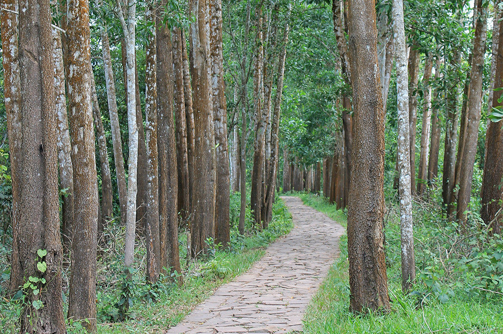 environnement vegetal
