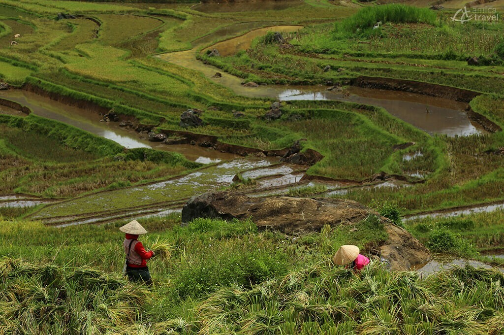 repiquage de riz pu Luong vietnam