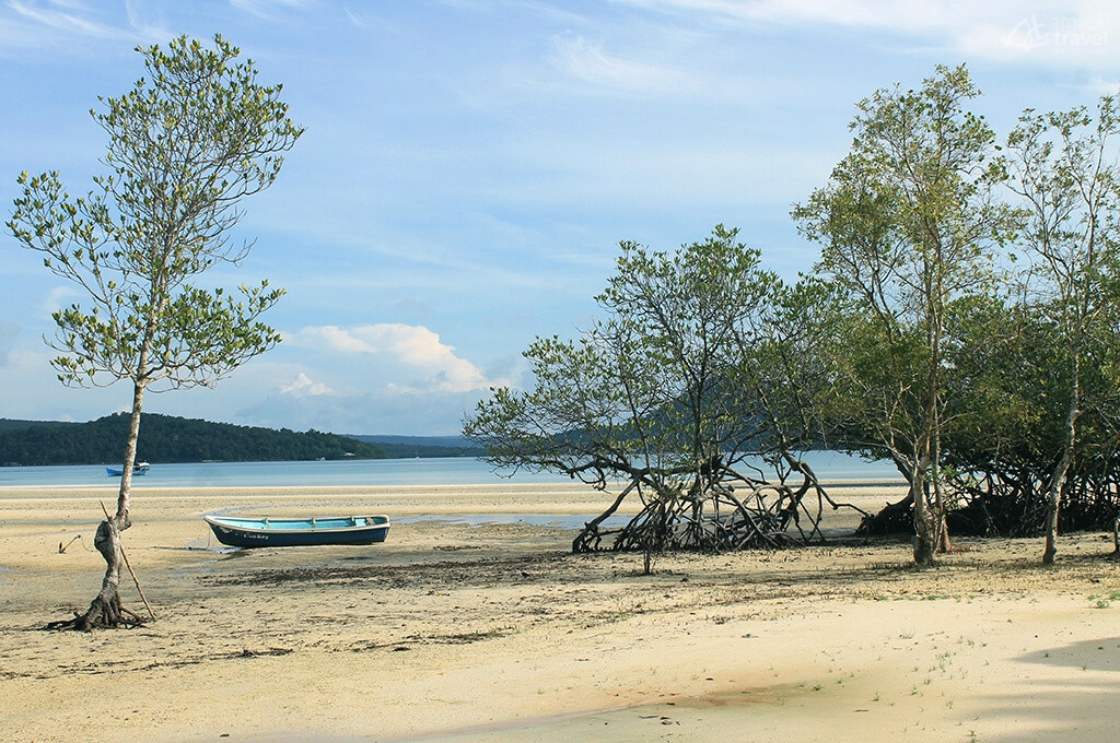 Mangrove à marée basse mangrove maree basse
