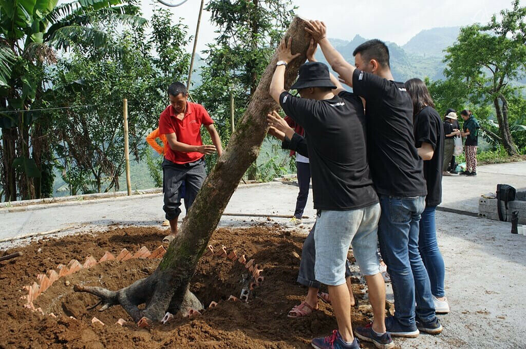 Plantation d'un arbre dans une cour d'école Plantation cour d'école