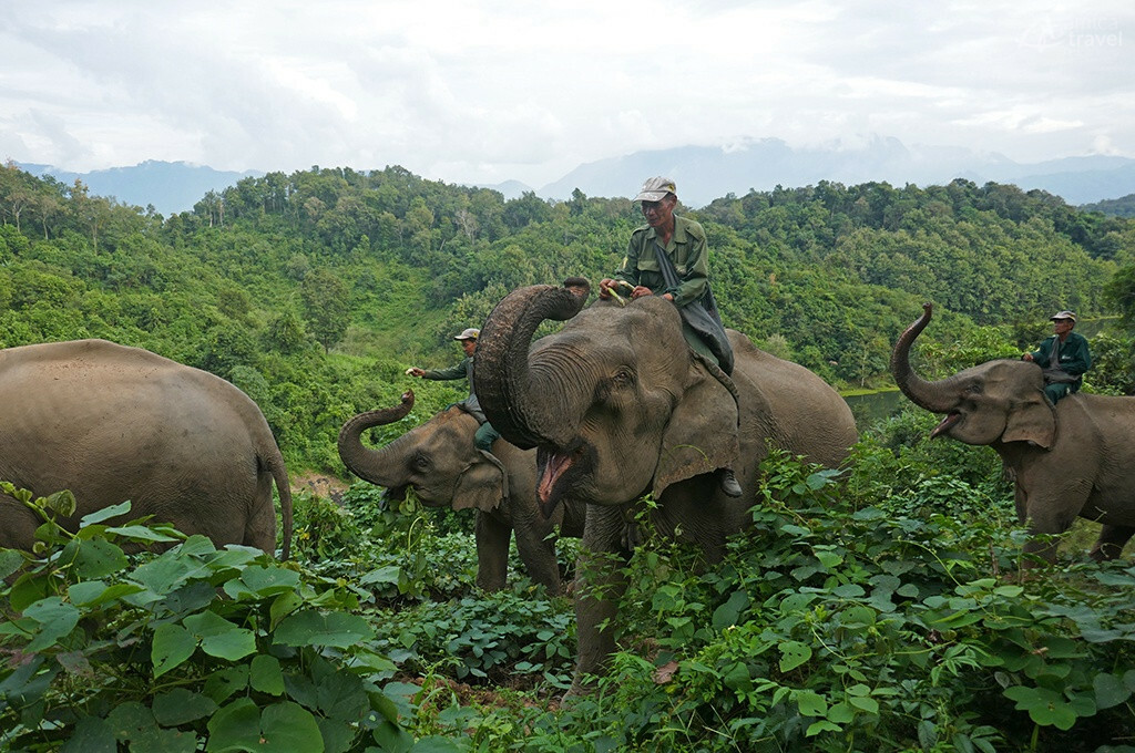 Éléphants et leurs cornacs elephants et cornacs