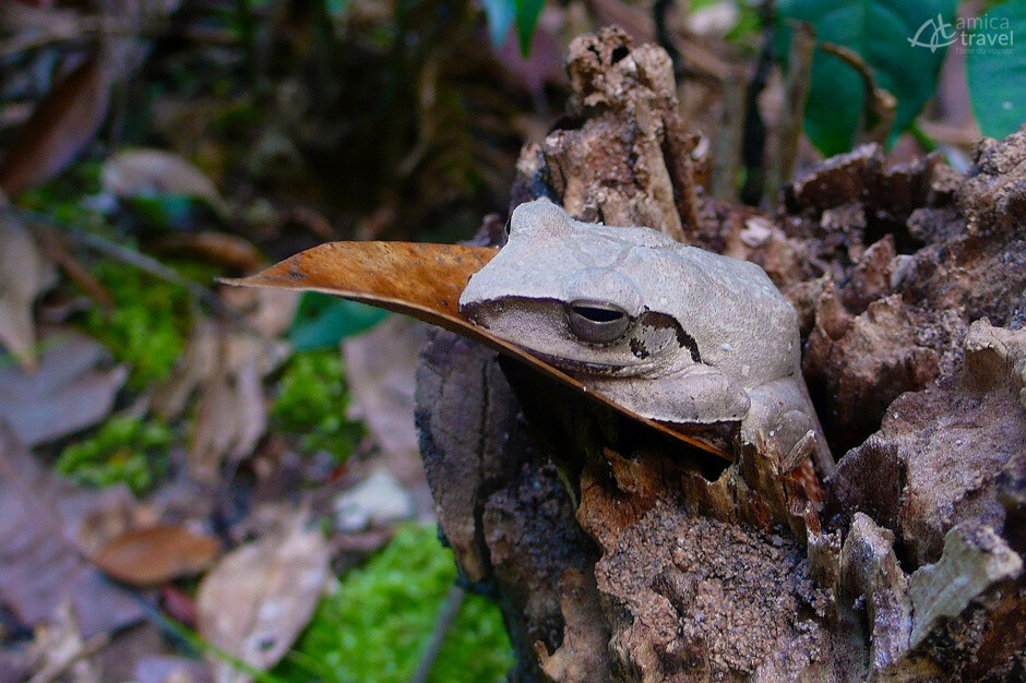 Le parc national de Phnom Kulen à la faune et flore très diverses faune flore phnom kulen