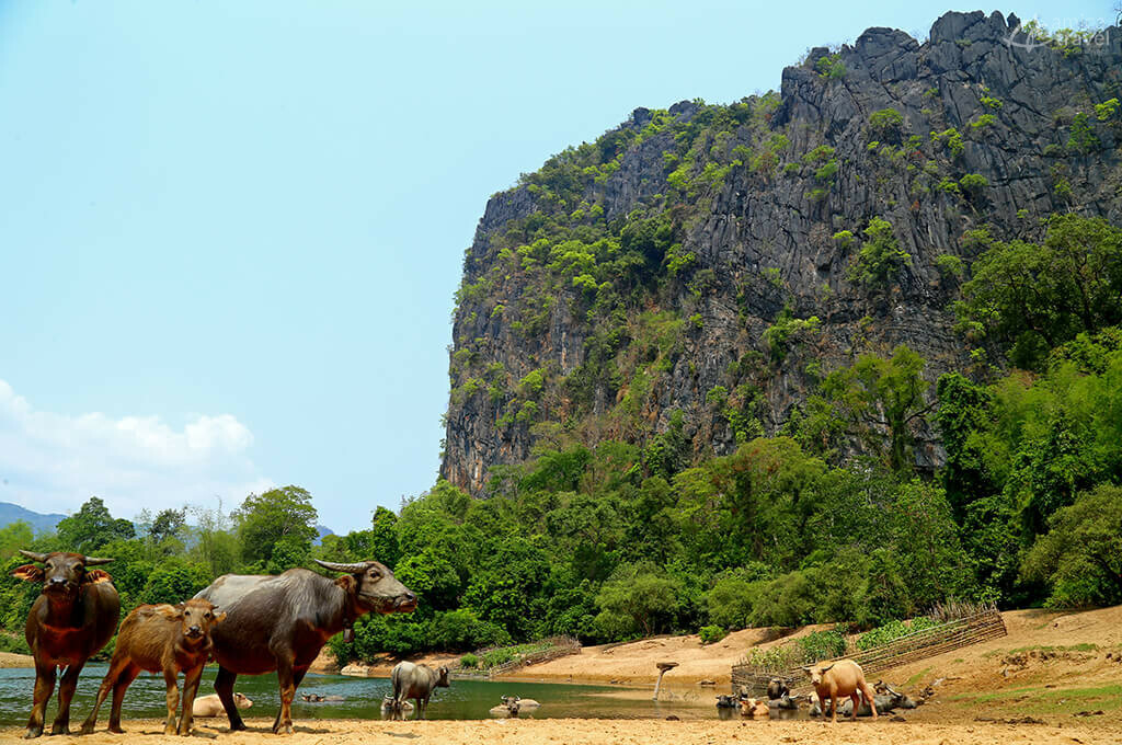 Un troupeau de buffles en train de lézarder au bord de la rivière buffles plages saisonnieres