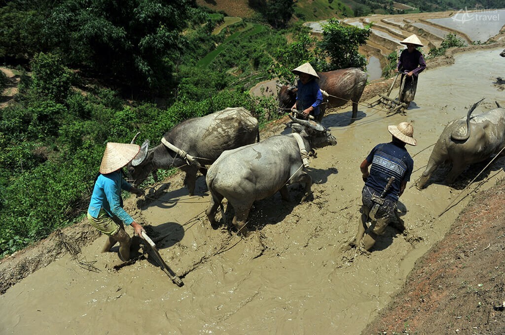 Labourage de la terre par les buflles labourage de la terre