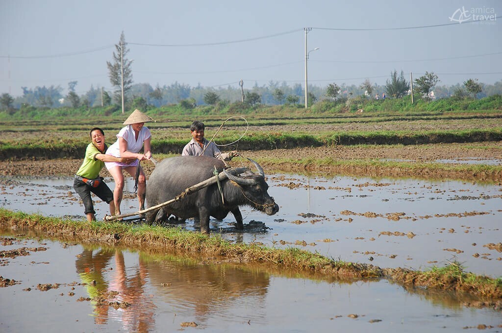 Garder le buffle dans la campagne de Hoi An, Vietnam Garder le buffle dans la campagne de Hoi An -