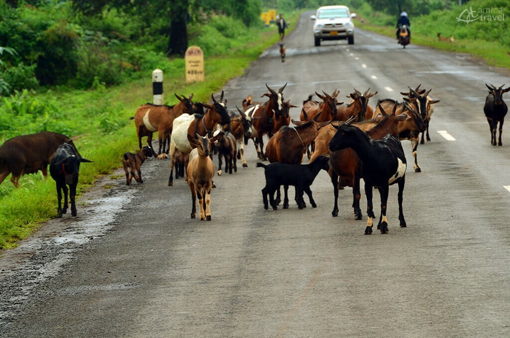 Plateau des Bolovens Laos