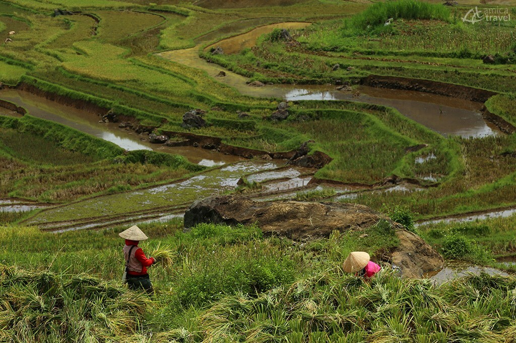 paysannes travaillant dans les rizieres de pu luong thanh hoa vietnam