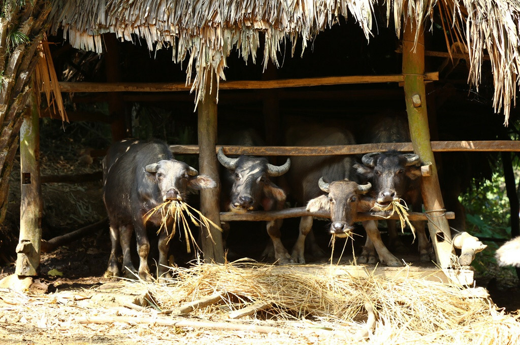 Des buffles appartenant à la famille buffles famille