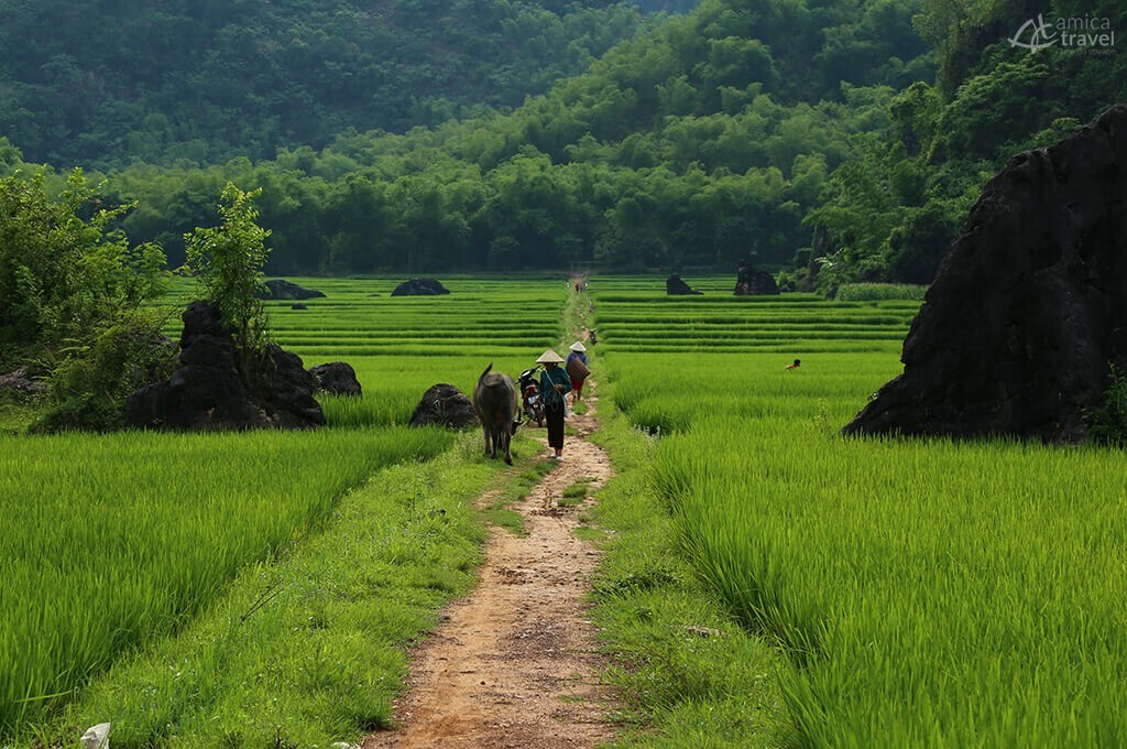 Rizières de Mai Hich Mai Chau Nord Vietnam