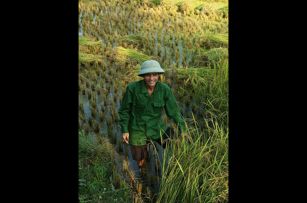 Paysan local repiquage de riz Ha Giang Nord Vietnam