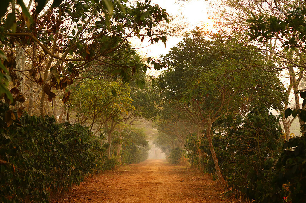 plantation cafe plateau boloven