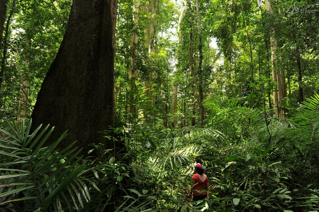 Forêt Cat Tien vietnam