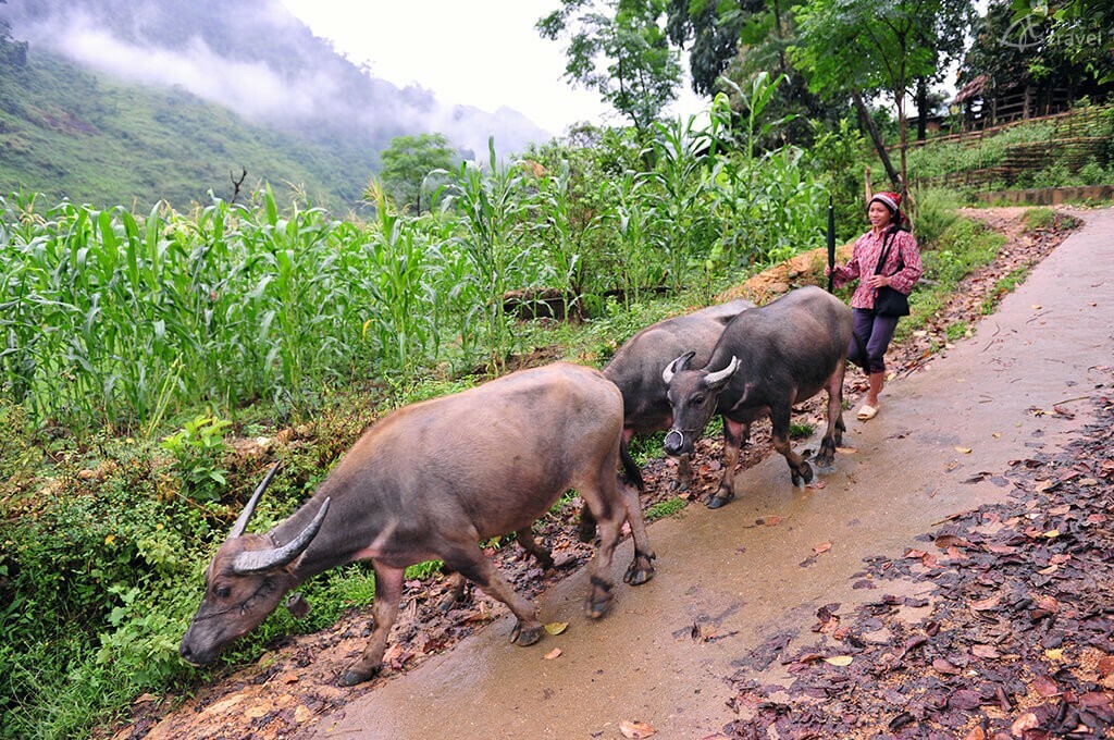 dao ethnie Ha Giang Nord Vietnam