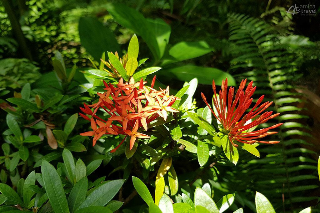 Fleur rouge dans le jardin de l'écolodge Fleur rouge jardin Kingfisher