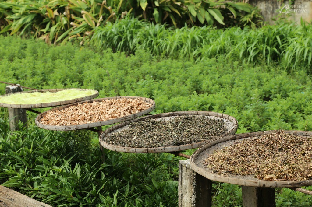 Récolte des herbes medicinales à Go Cong Récolte des herbes medicinales Go Cong -