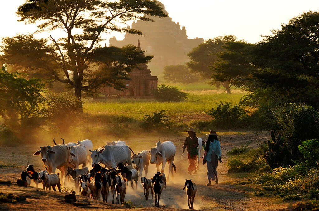 campagne bagan birmanie