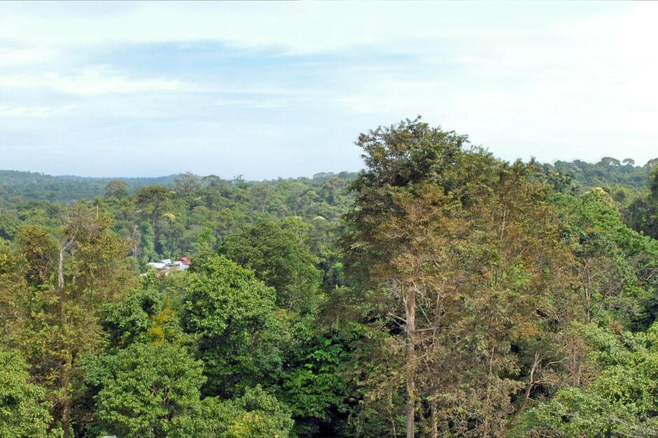 Le parc national depuis un point de vue en hauteur phnom kulen en haut