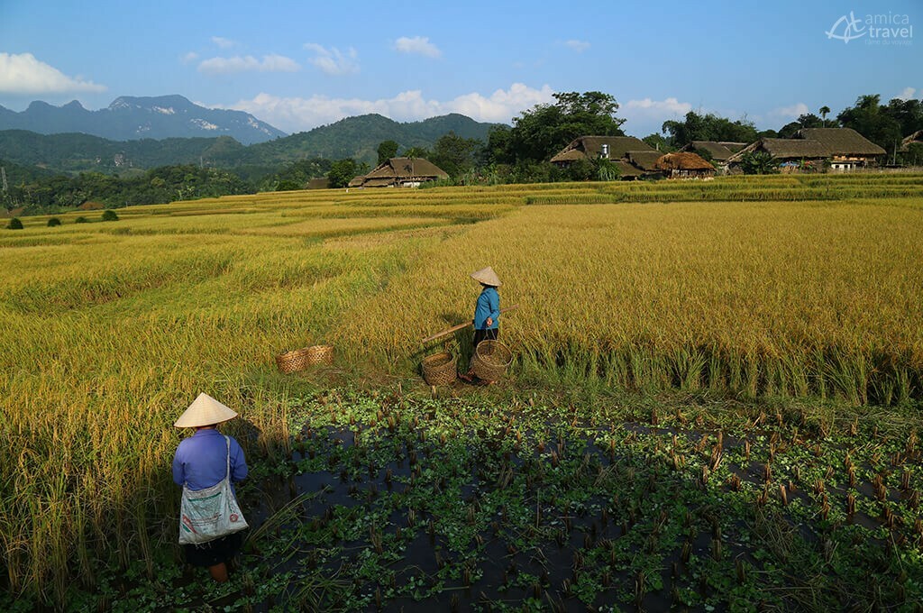 Le travail aux champs travail au champs ha giang nord vietnam