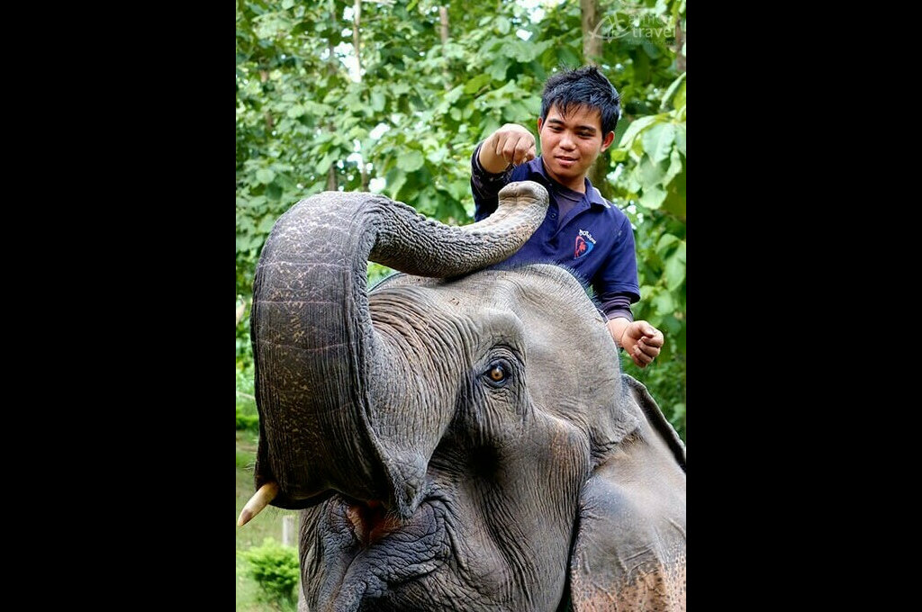 soigner éléphant Pakbeng
