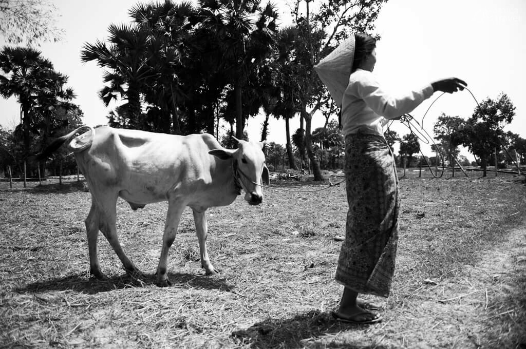 Chez Mme San madame san garde vache