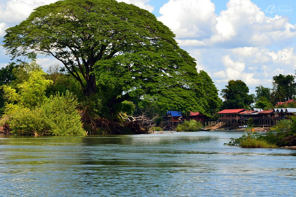 arbre majestueux dans 4000 iles
