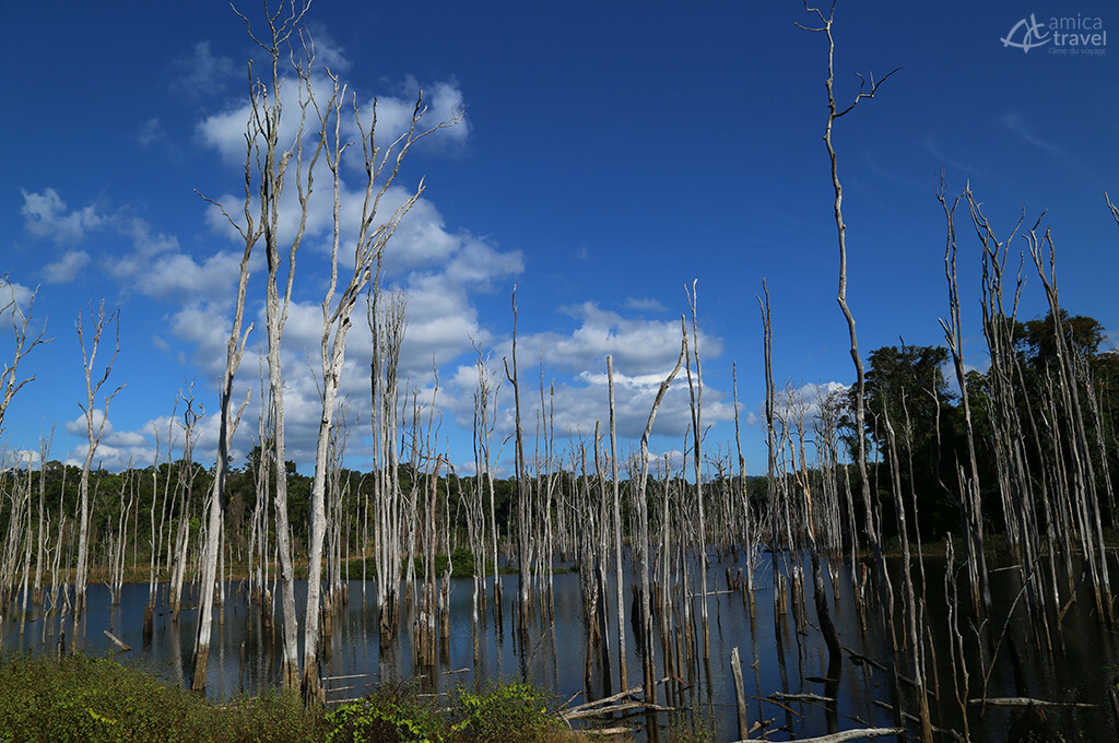 forets inondees pics de bois