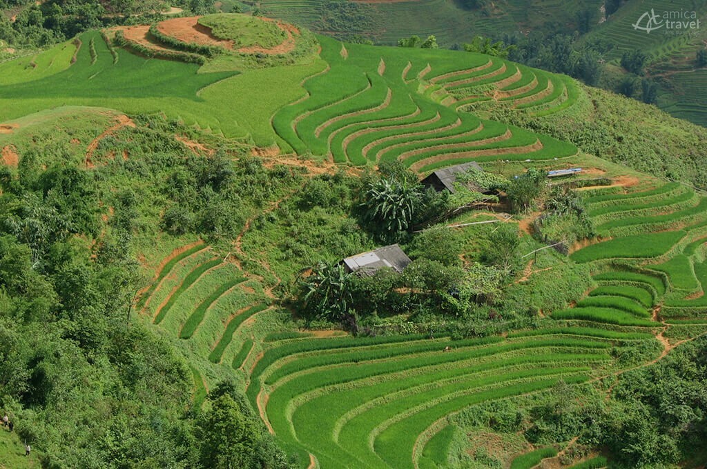 saison de riz sapa vietnam