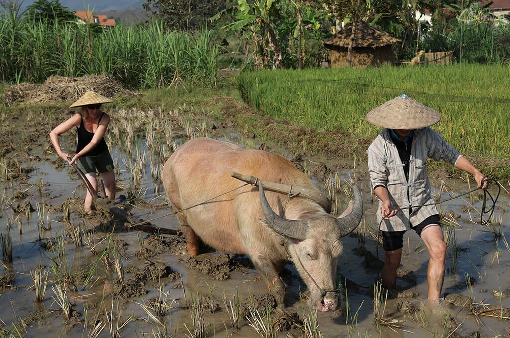Initition au labourage à Luang Prabang initition au labourage Luang Prabang Laos