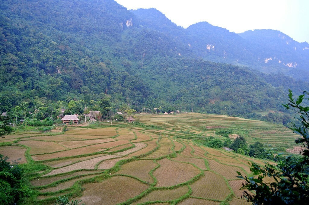 Rizières en terrasse, Pu Luong Rizières en terrasse Pu Luong Vietnam