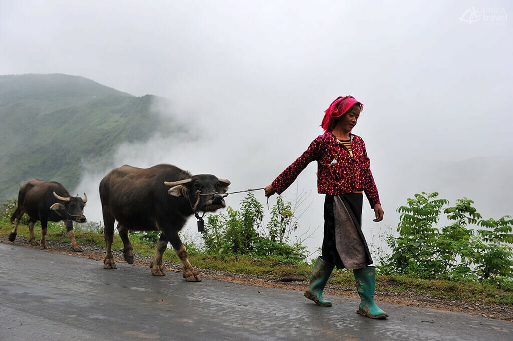 Femme Hmong Ha Giang