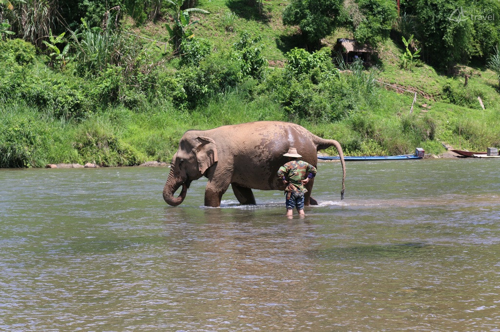 Bain d'un éléphant Bain d'un éléphant