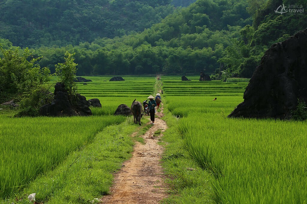 rizières Mai Hich Mai Chau