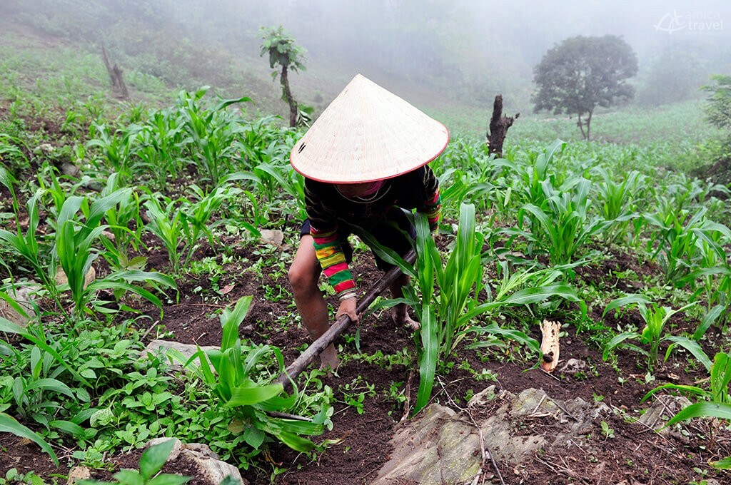 Plantation du maïs plantation du mais ethnie lolo noir Nord Vietnam