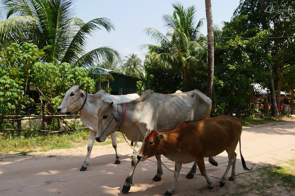 Les buffles dans la rue vache dans la rue