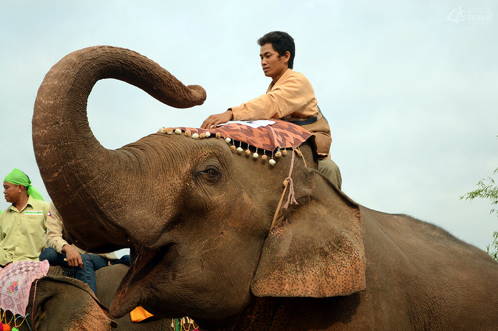 elephant cornac laos