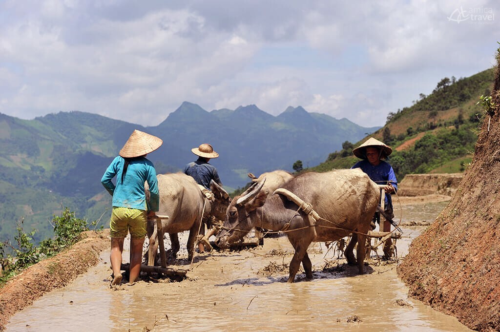 Labourage rizières en terrasse Cao Bang Nord Vietnam