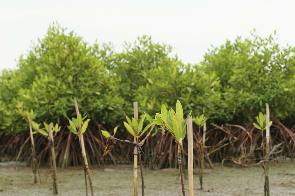 Jeunes plantes de palétuviers de Kampot jeunes plantes paletuviers