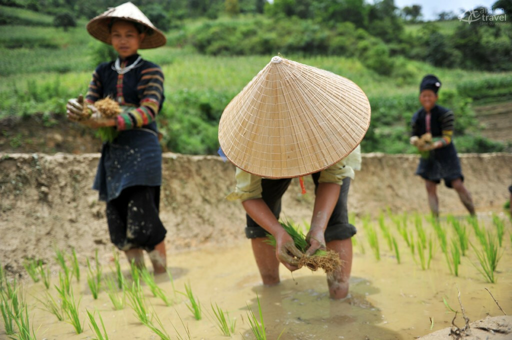 lolo noir cultivent riz